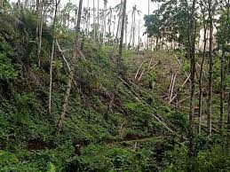 MediaPantura.com|Penggundulan dan Pengrusakan Pohon di Areal PT Bumi Sari oleh Kelompok RTSP Menyebabkan Banjir di Banyuwangi
